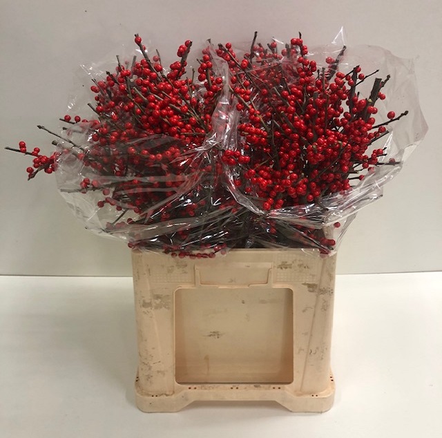 Ilex verticillata red_60.jpg